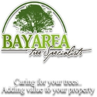 AskTwena online directory Bay Area Tree Specialists in San Jose CA 95136 