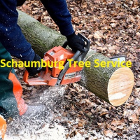 AskTwena online directory Schaumburg Tree Service in Schaumburg, IL 