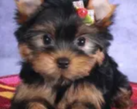 Healthy Yorkie Maltese Puppies Available