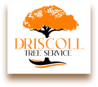 AskTwena online directory Driscoll Tree Service in Snellville, GA 