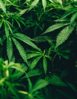 Top Marijuana