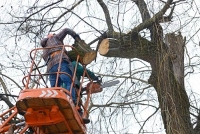 Covington Tree Service Pros