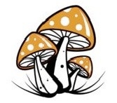 AskTwena online directory Buy Psilocybin mushrooms in  