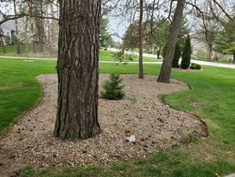 Benefits of Professional Landscape Maintenance for Your Home